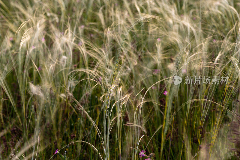 刺针草(Stipa borysthenica)是禾本科多年生束草，原产于欧洲和亚洲。